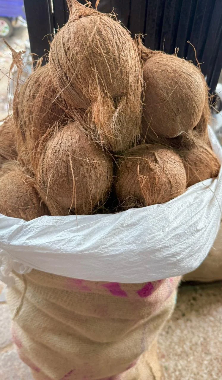 Semi Husked Coconut 175 Count