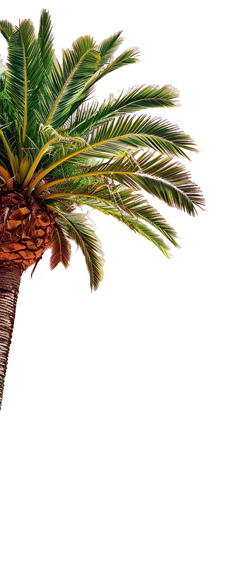 Palm Tree
