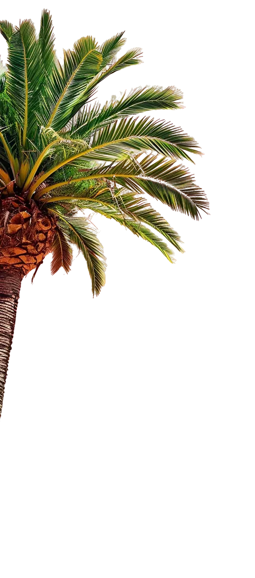 Palm Tree