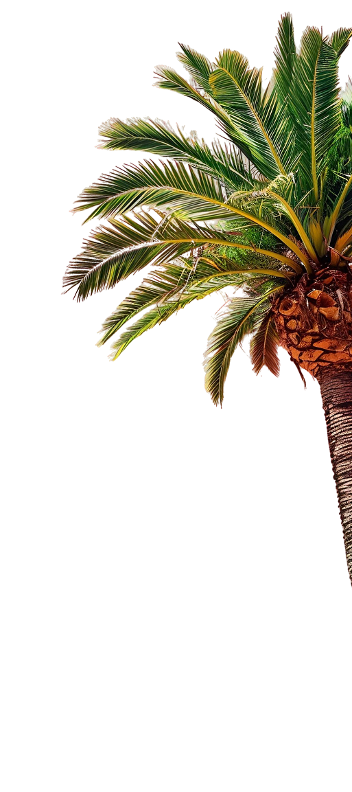 Palm Tree