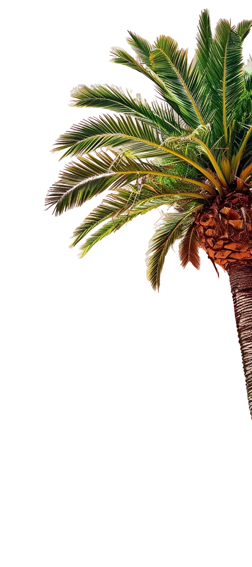 Palm Tree
